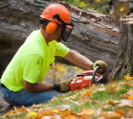 tree services East Randolph